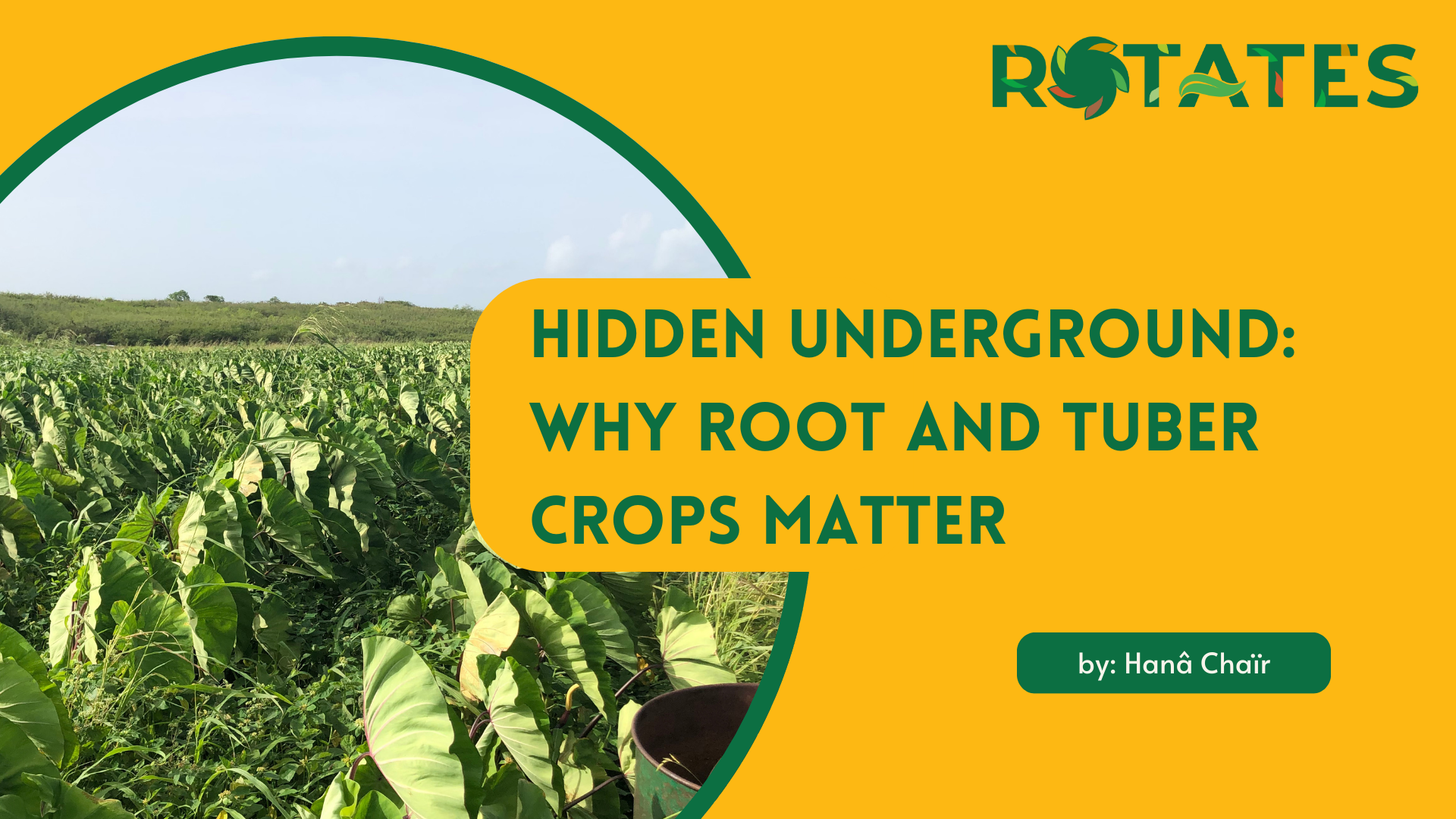 Hidden Underground: Why Root and Tuber Crops Matter